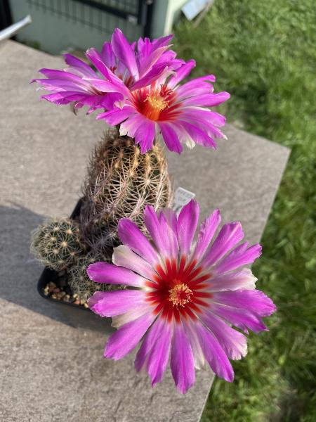 Thelocactus bicolor ssp. schwarzii